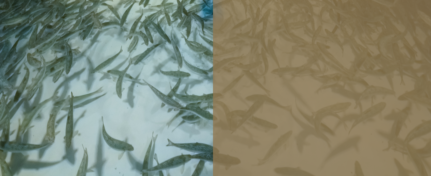 Fish in clean and dirty water side by side