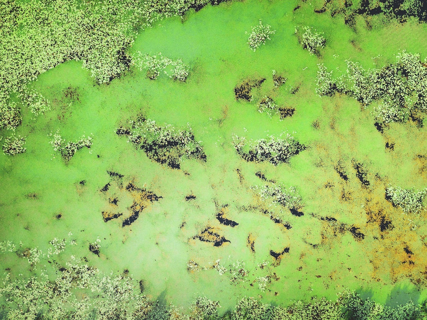 Aerial view of green algae