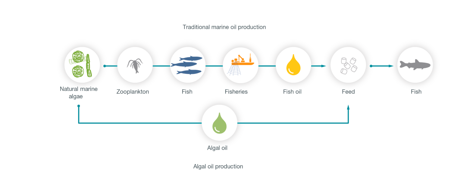 Algal oil production figure