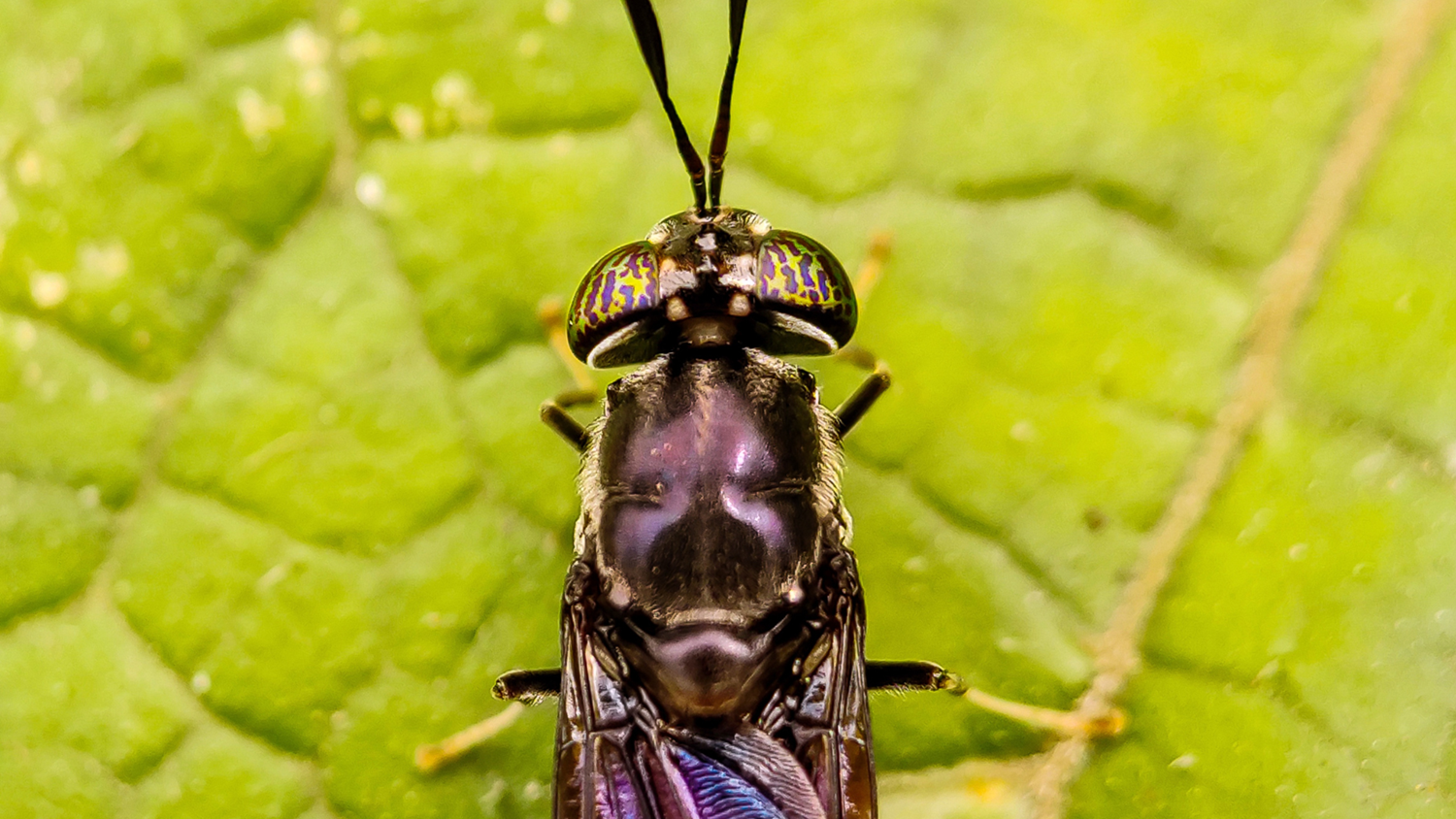 Black soldier fly closeup