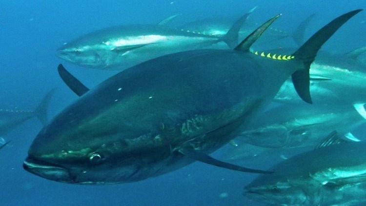 An underwater photo of tuna swimming