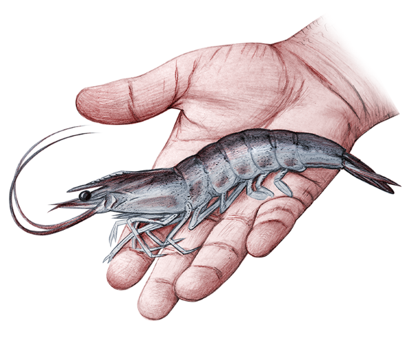 Optiline shrimp illustration