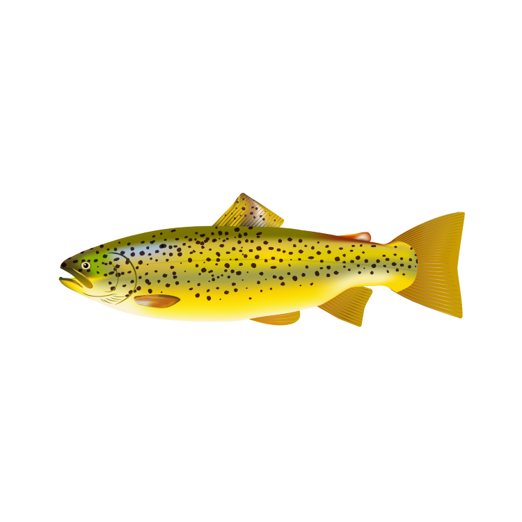 Freshwater trout