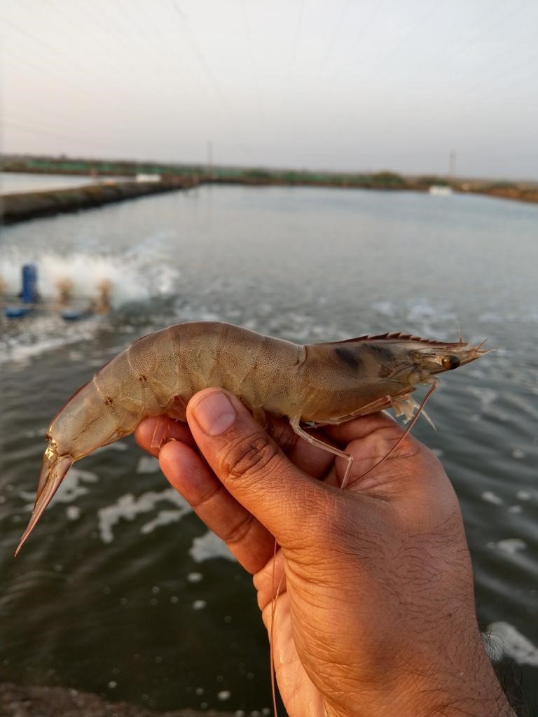 shrimp image