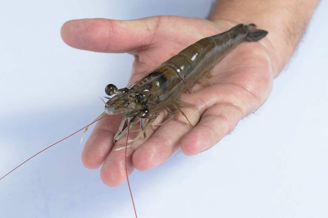 Water quality in shrimp farming