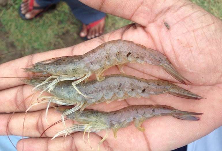 Disease Management in shrimps