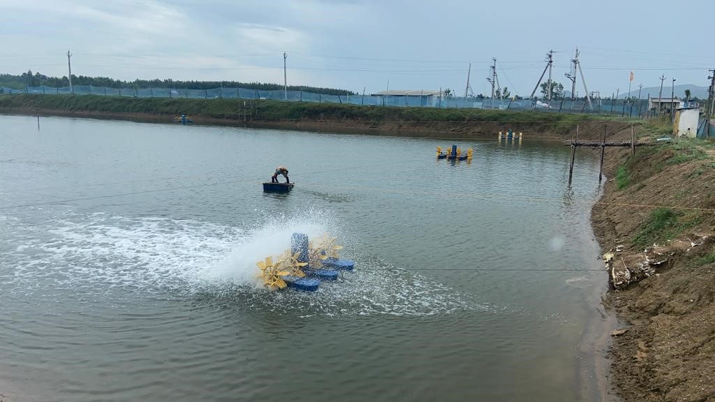 shrimp pond image