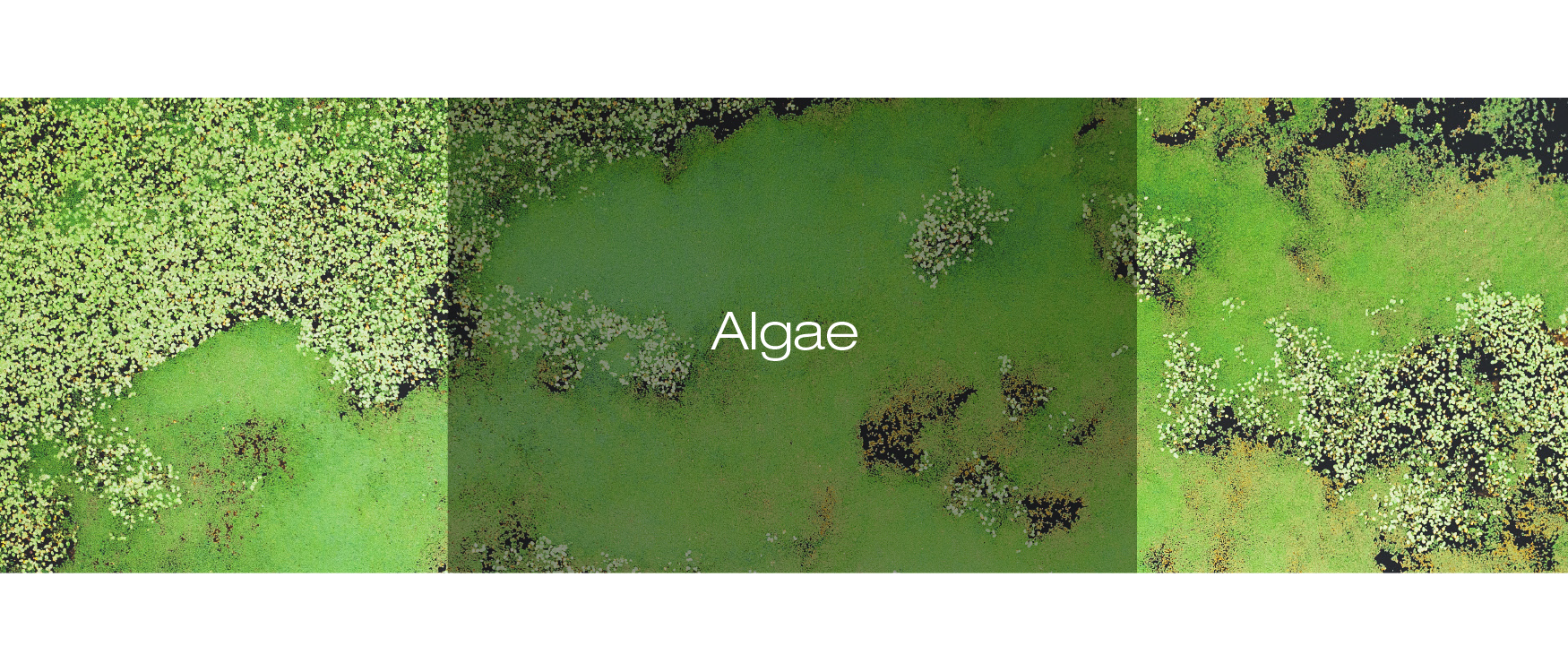 Algae