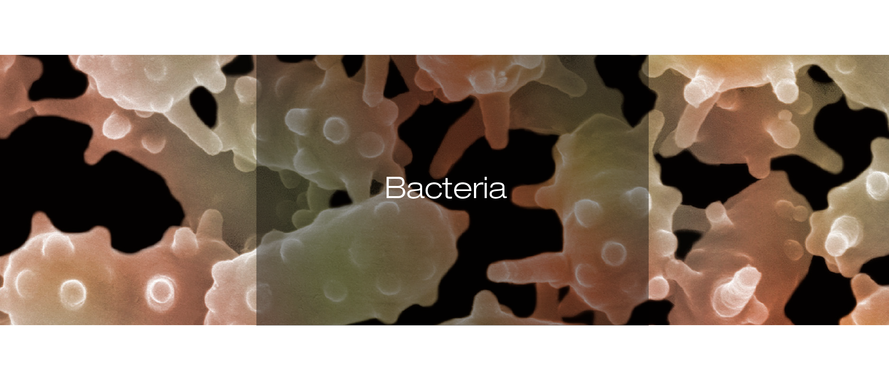 Bacteria