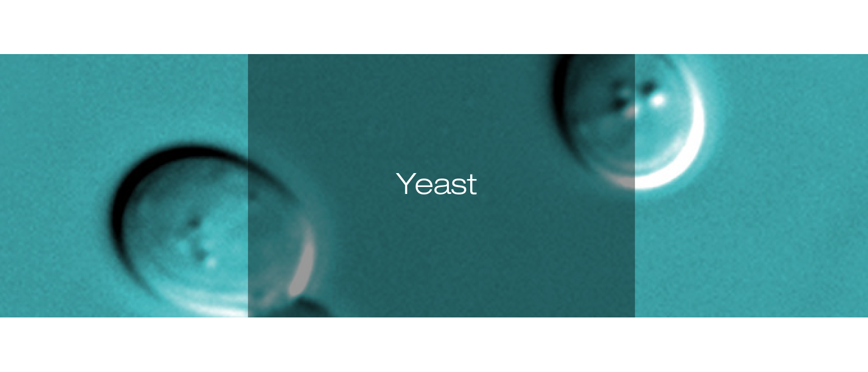Yeast