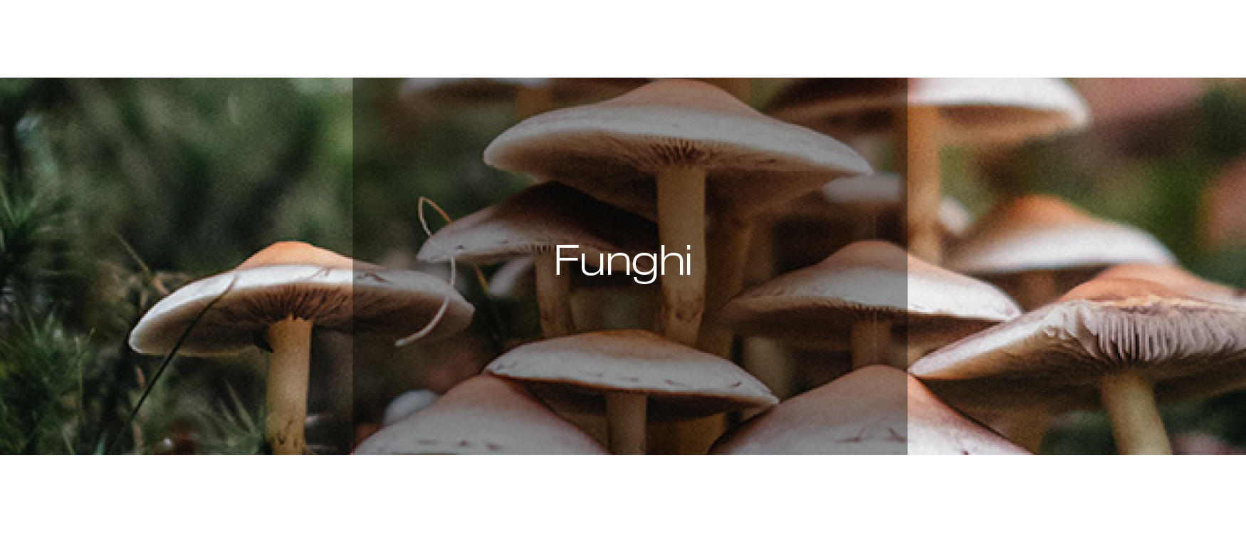 Funghi