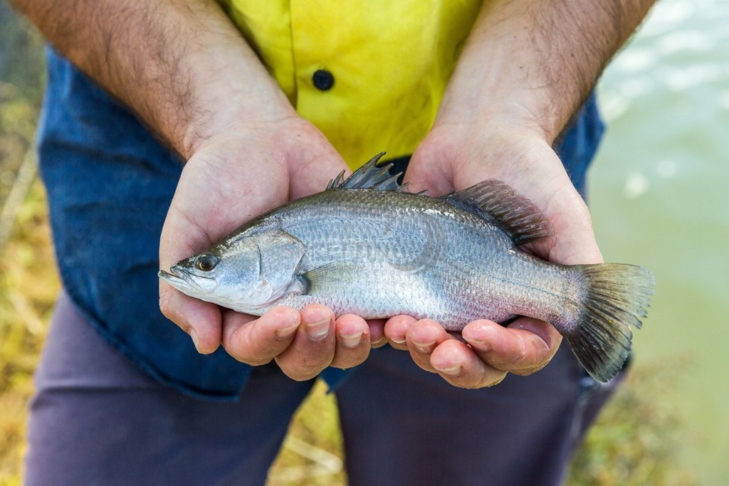 Barramundi fish