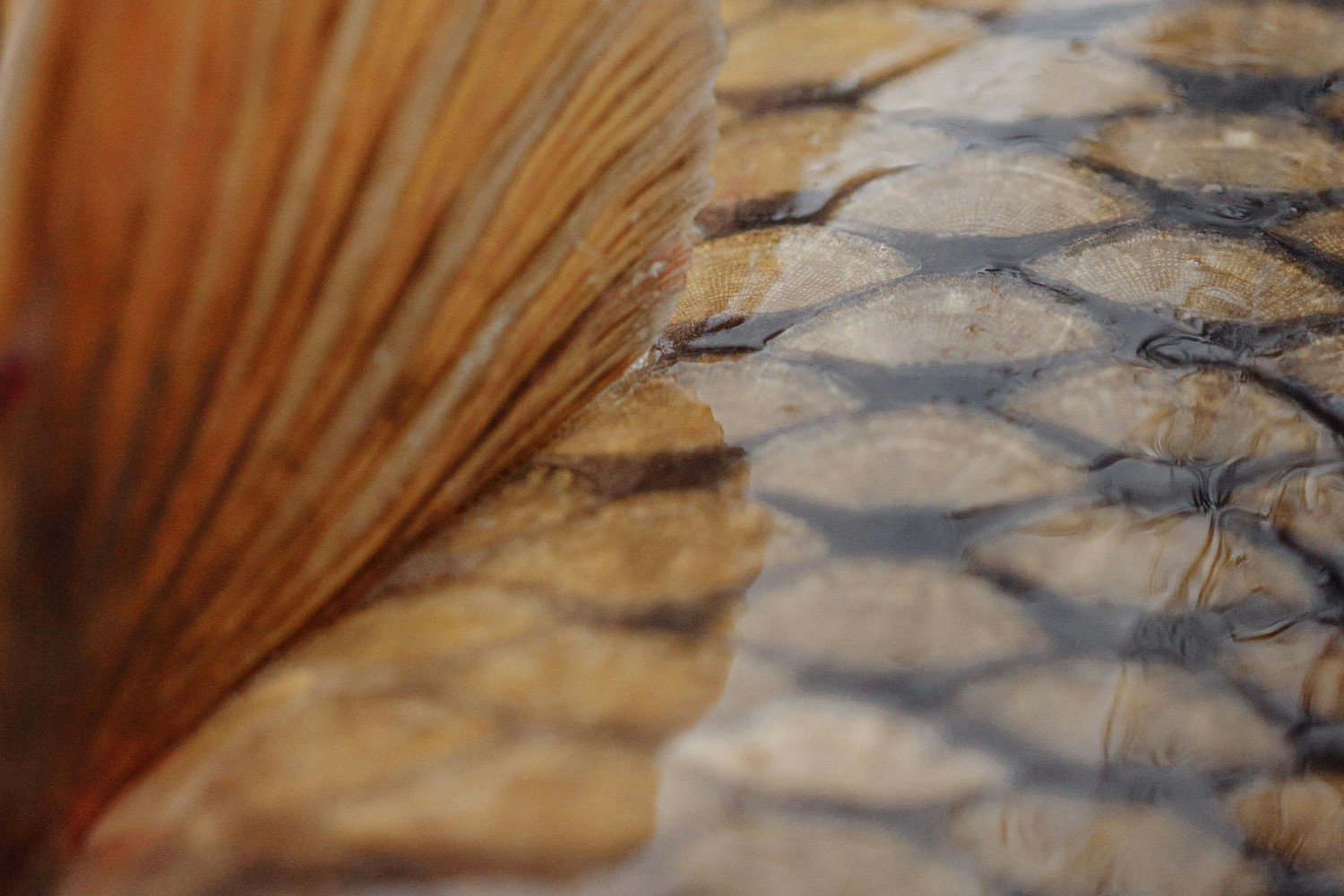 Fish fin and scales close up