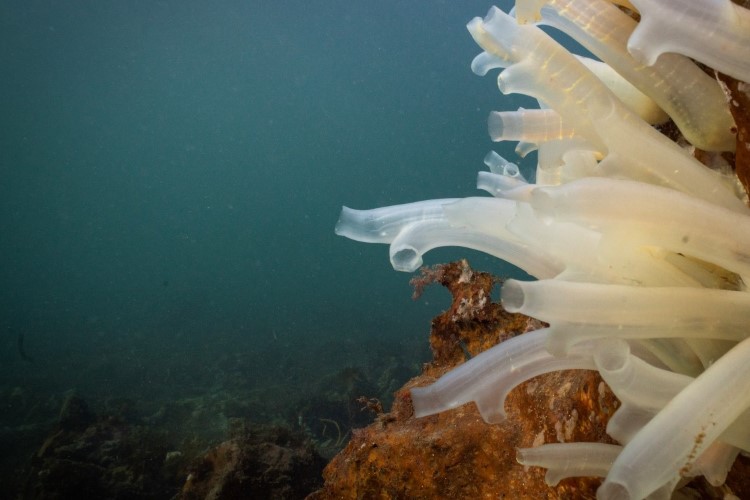 Tunicates