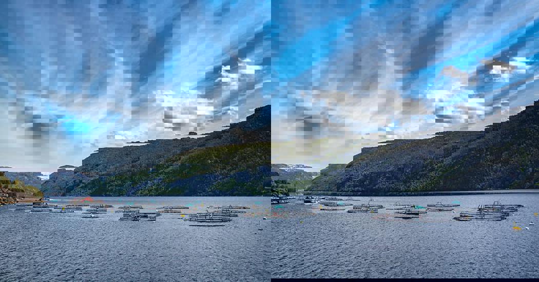 Fish farm at sea