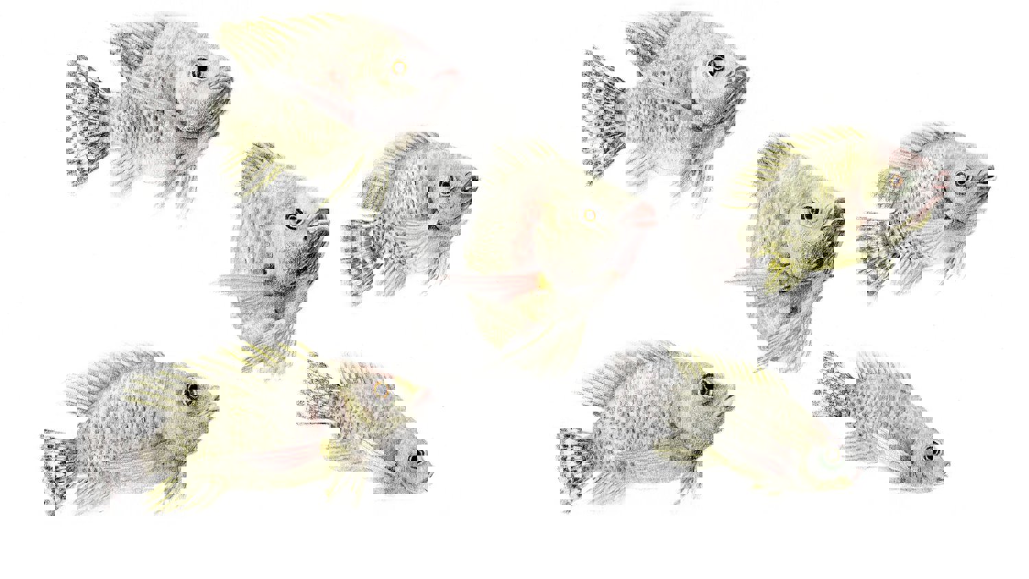 Tilapia stage IV illustration
