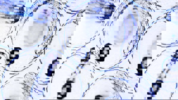 Vitalis Prima graphic