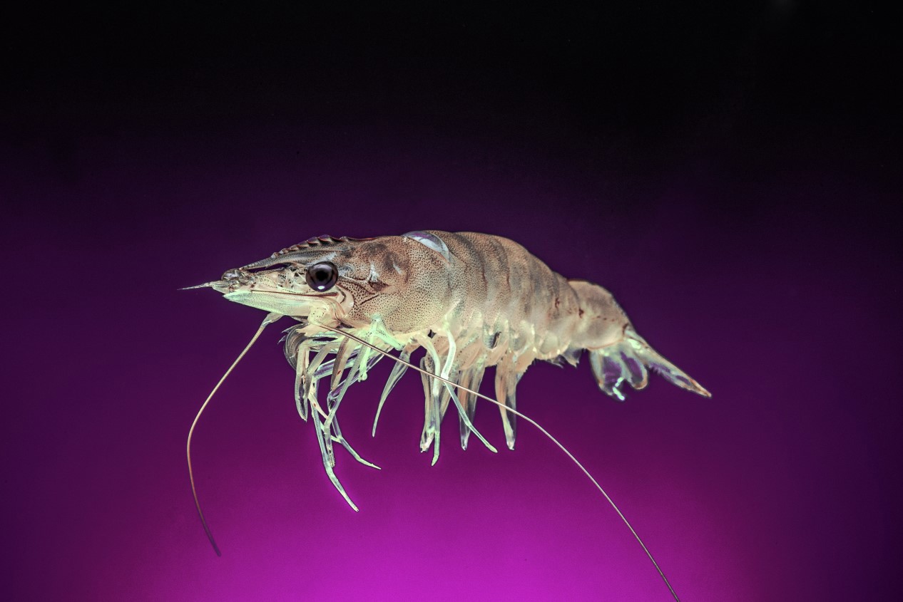 Whiteleg shrimp suspended on a dark purple background