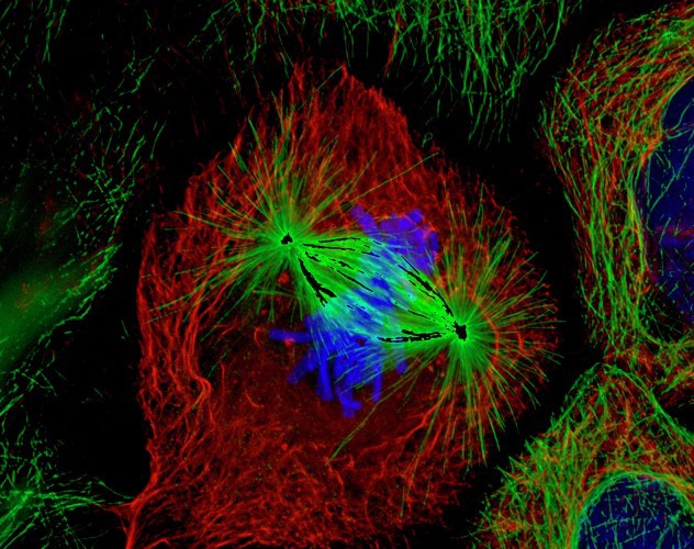 A microscopic image of a cell during metaphase