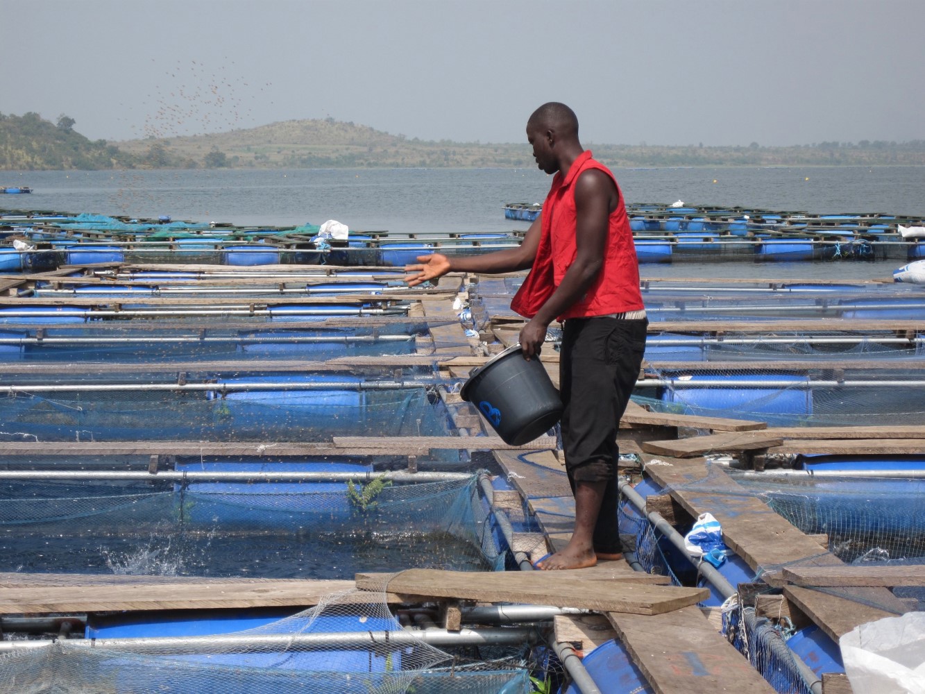 Farmer at Nigerian fish farm
