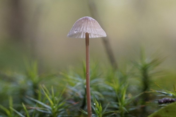 Mycelium fungus