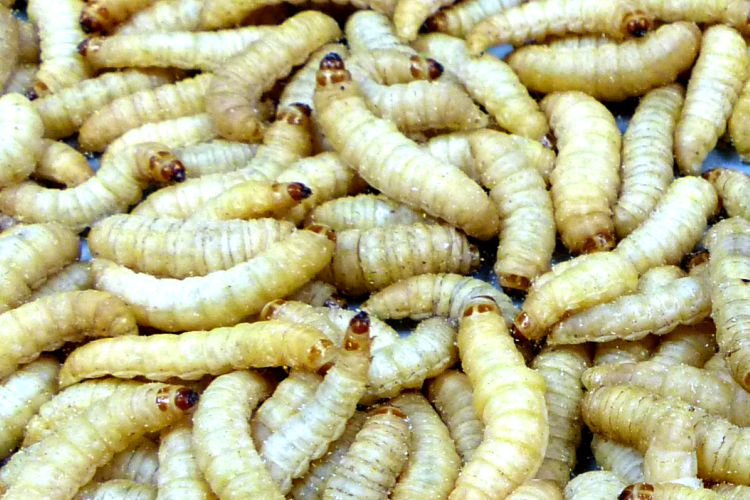 Mealworms