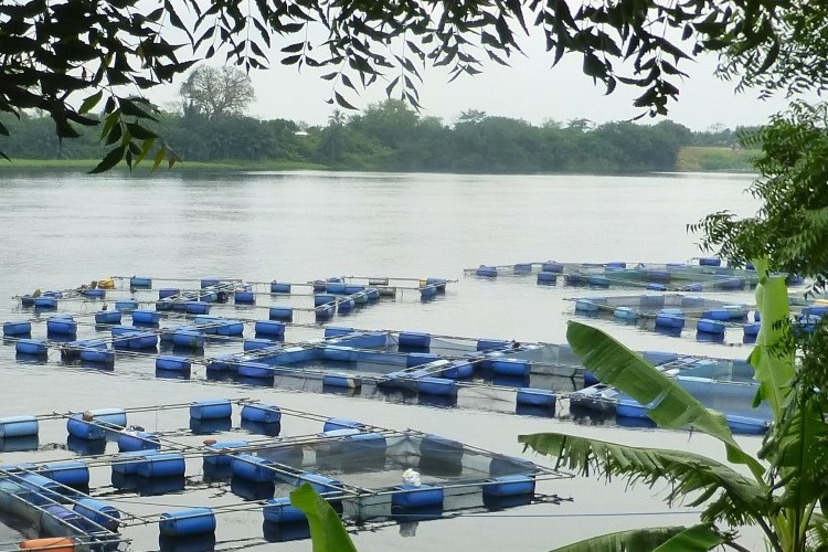 Nigerian fish farm