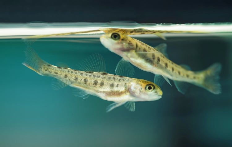 An underwater shot of salmon smolt
