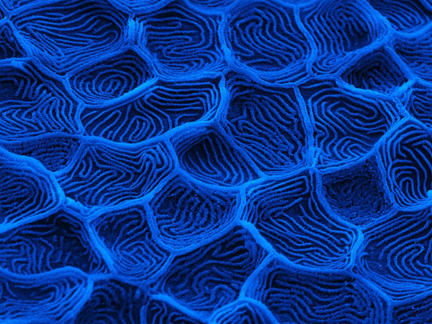 Microscopic image of fish skin, coloured dark blue
