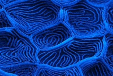 A microscopic image of fish gills, coloured d