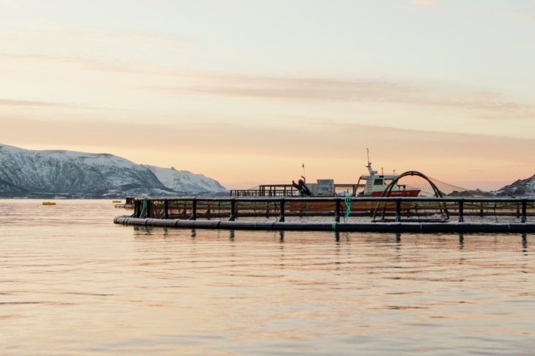 Salmon farm at sunset