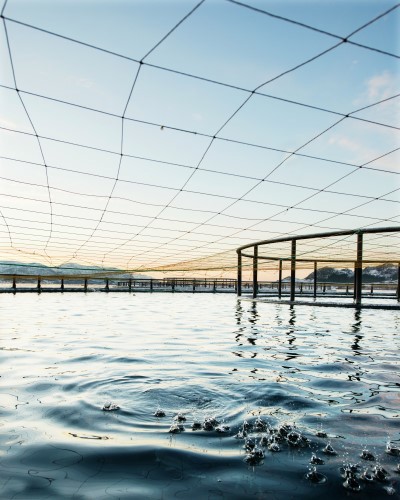 A salmon pen at sea