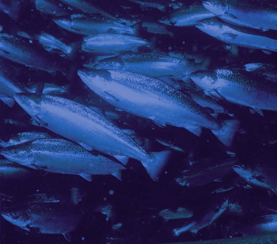 An underwater shot of salmon schooling