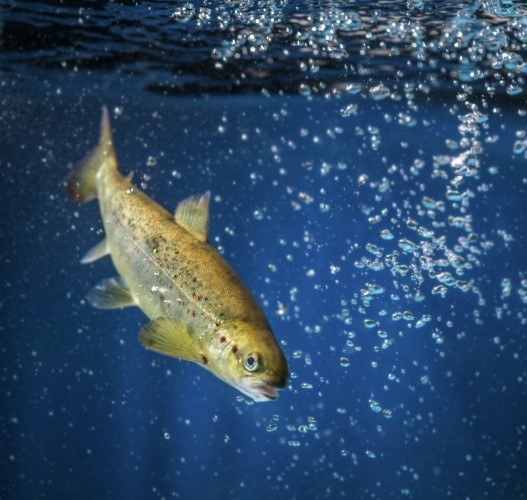 Salmon swimming underwater