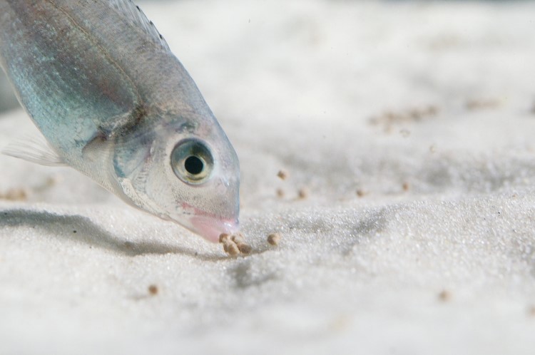 A sea bream juvenile eating feed pellets from a sandy underwater surface