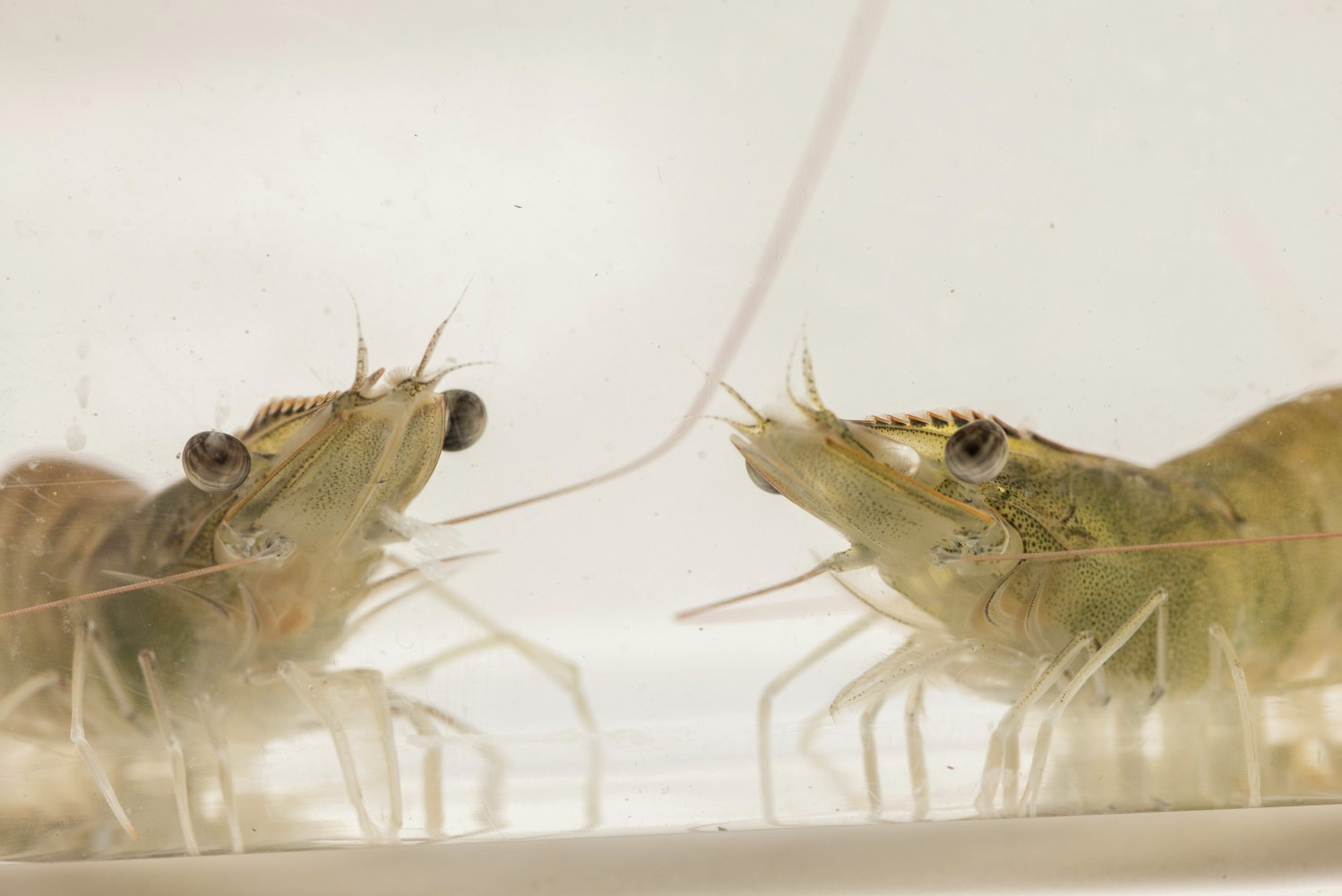 Grown whiteleg shrimp
