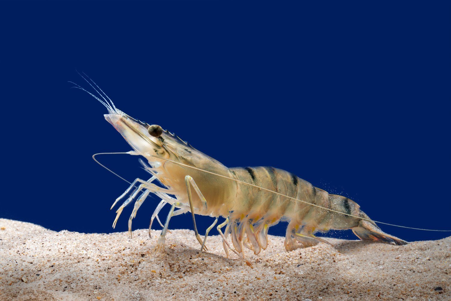 Whiteleg shrimp on sand underwater