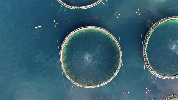 An aerial view of a tuna farm at sea