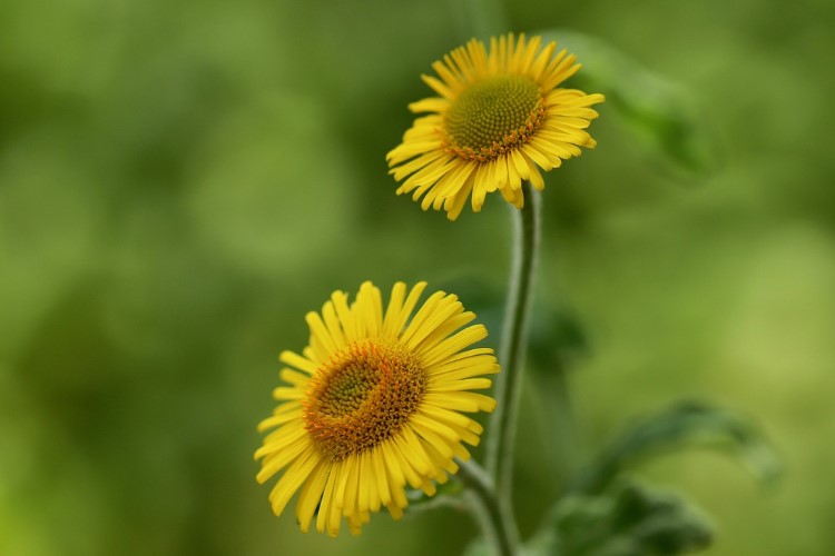 Yellow flower herb