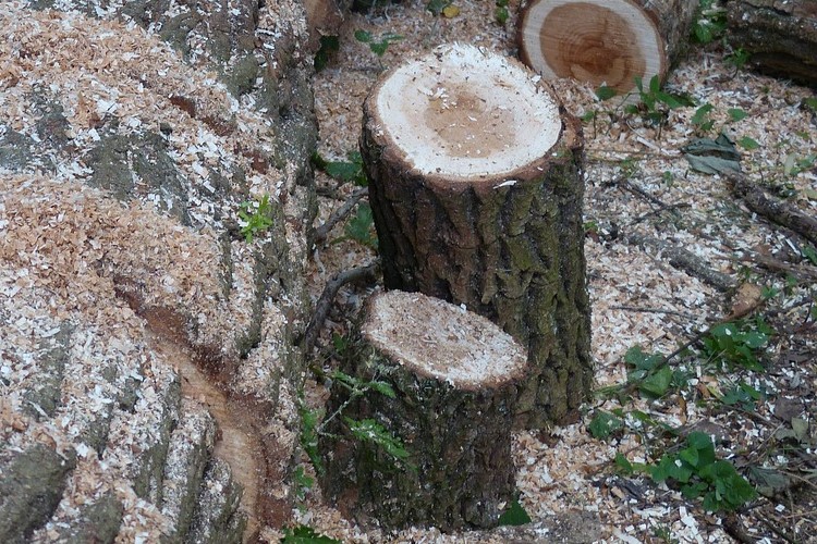 Tree stumps and sawdust