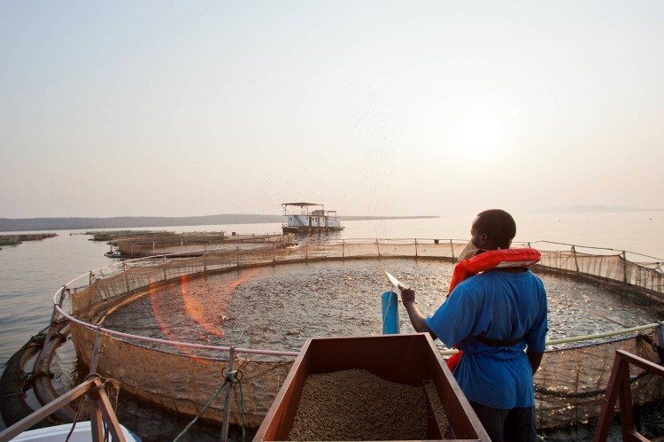 Fish farmer at fish pens in Zambia