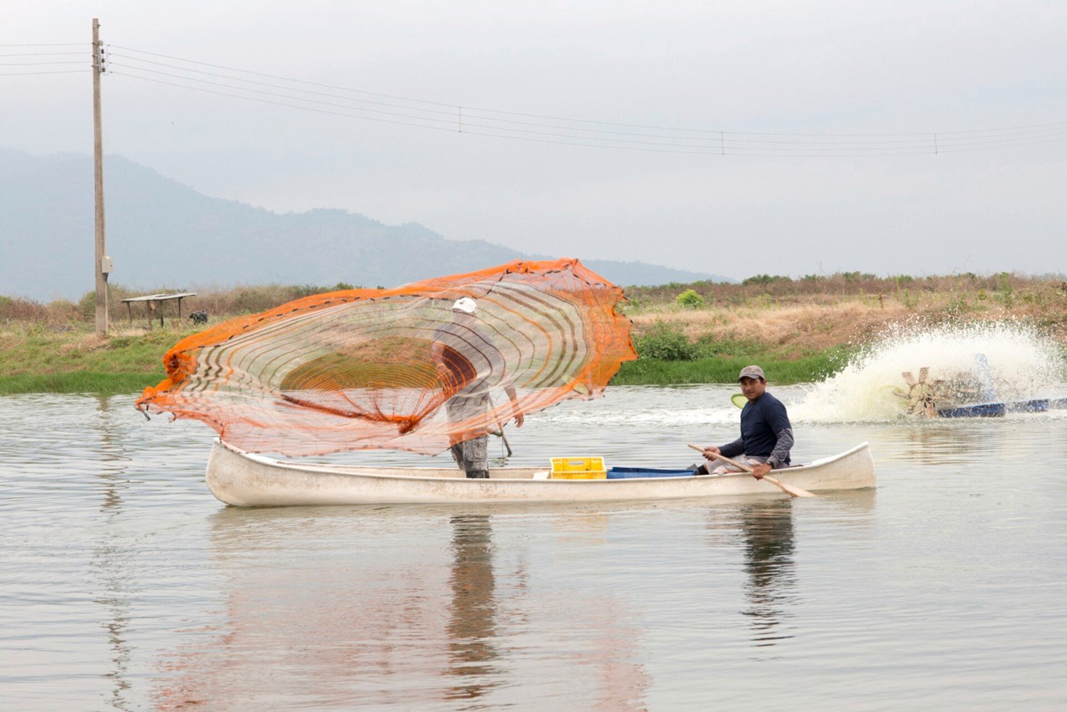 Shrimp farming in Ecuador