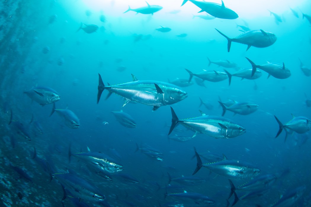 Fish underwater