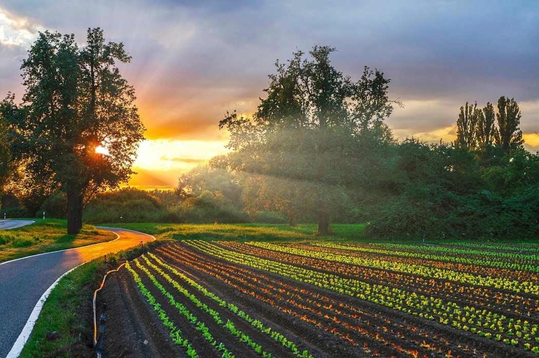 Vegetable field in sunset