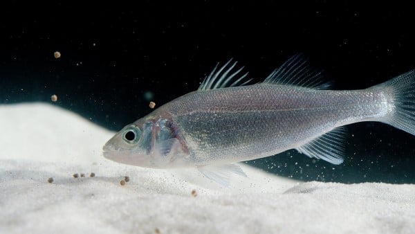 Underwater image of sea bass swimming in a tank