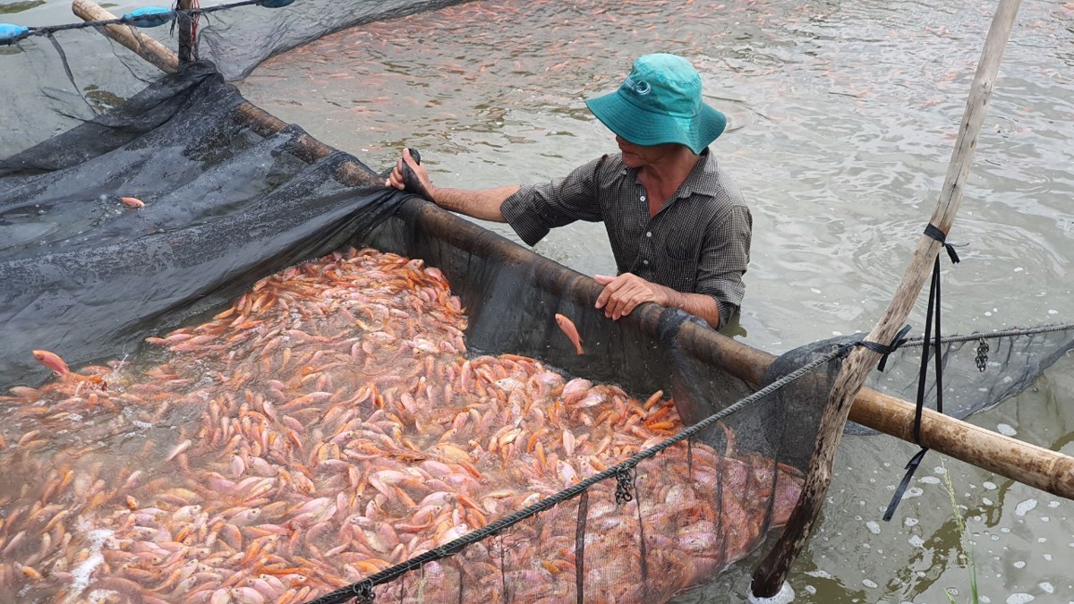 Trọn bộ Quy trình sản xuất điêu hồng đơn tính chất lượng cao ...