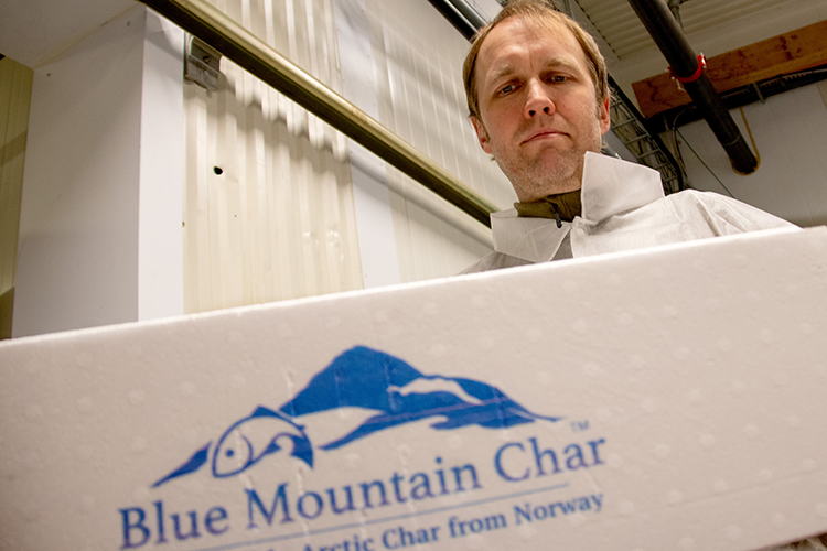 Størsteparten av Blåfjellrøya eksporteres til utlandet, under merkenavnet Blue Mountain Char.