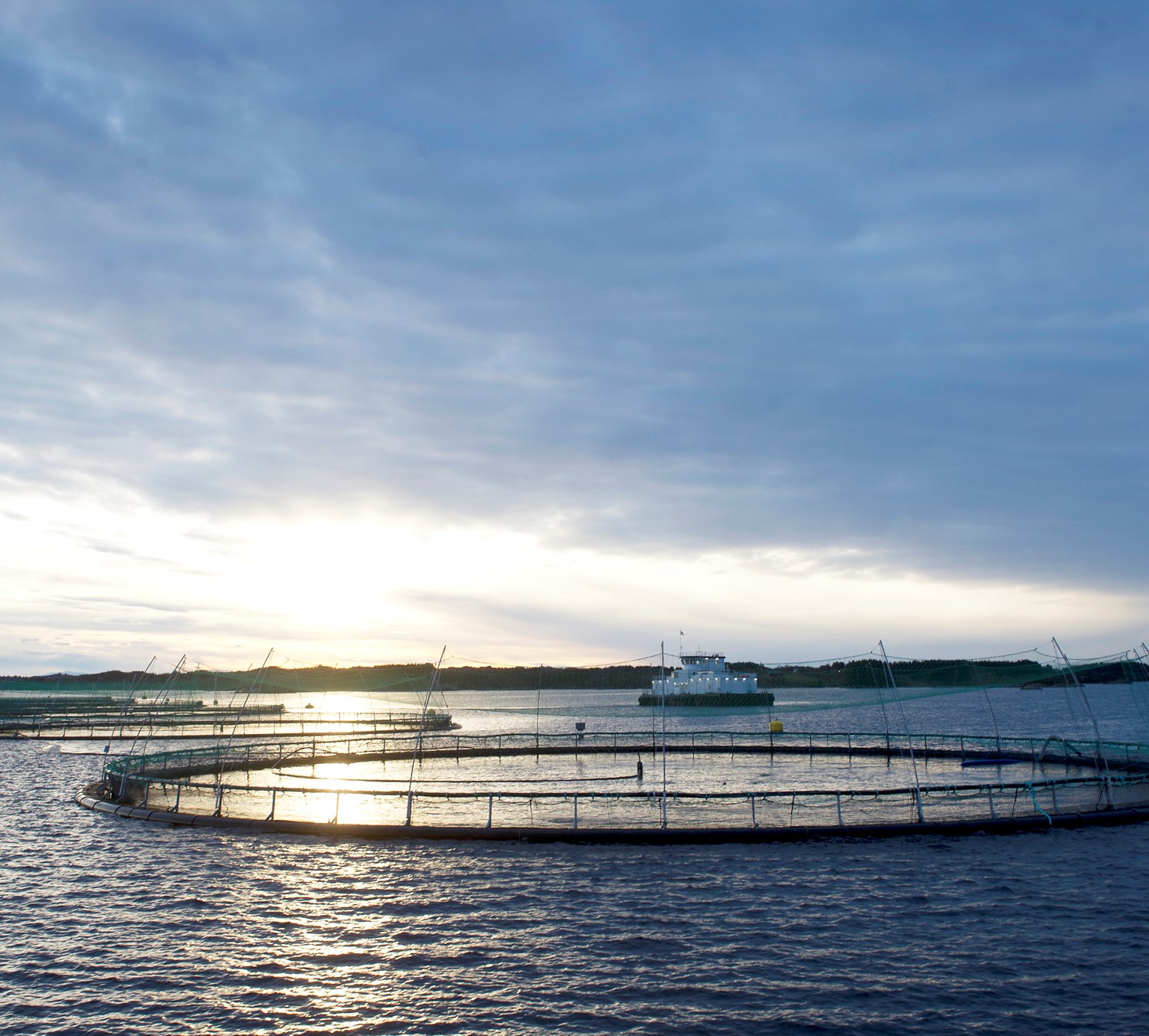 Fish farm at sea