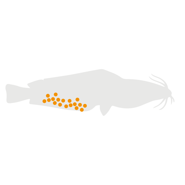 African Catfish Lifecycle