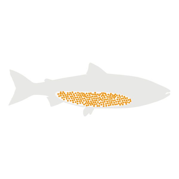 Salmonid lifecycle